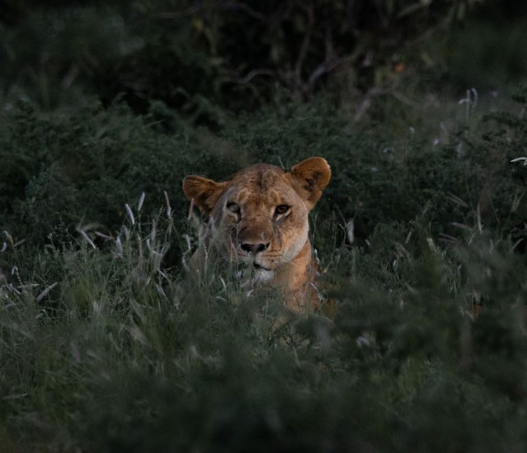Kenya Safari Honeymoon Tent Privacy: What to Check -- Photo by Vishva Patel on Pexels