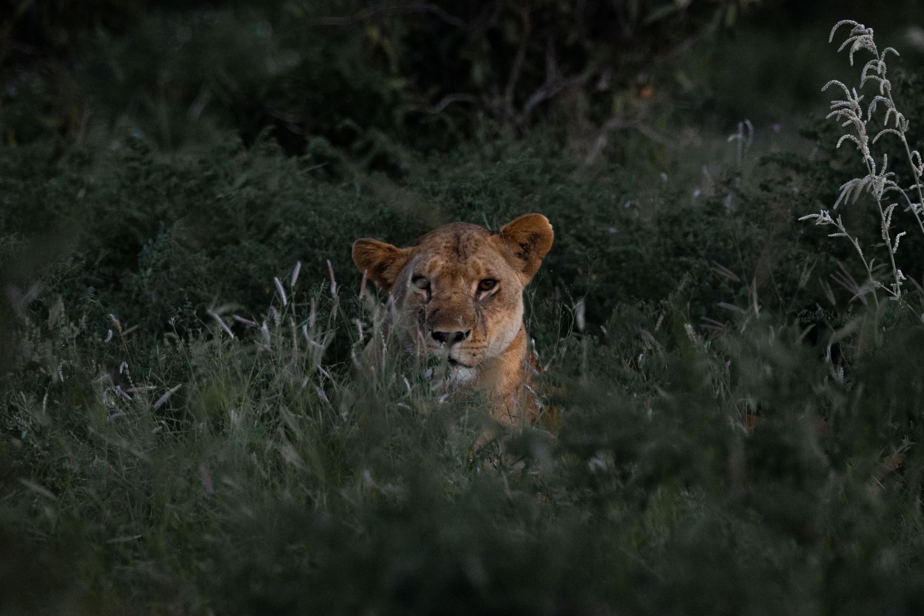 Kenya Safari Honeymoon Tent Privacy: What to Check -- Photo by Vishva Patel on Pexels