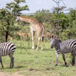 Kenya Safari Guide for Hiligaynon Speakers: Book Smart -- Photo by Mr Sketch on Pexels