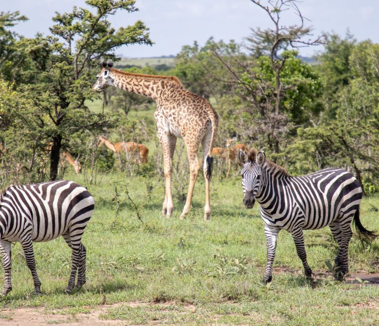 Kenya Safari Guide for Hiligaynon Speakers: Book Smart -- Photo by Mr Sketch on Pexels