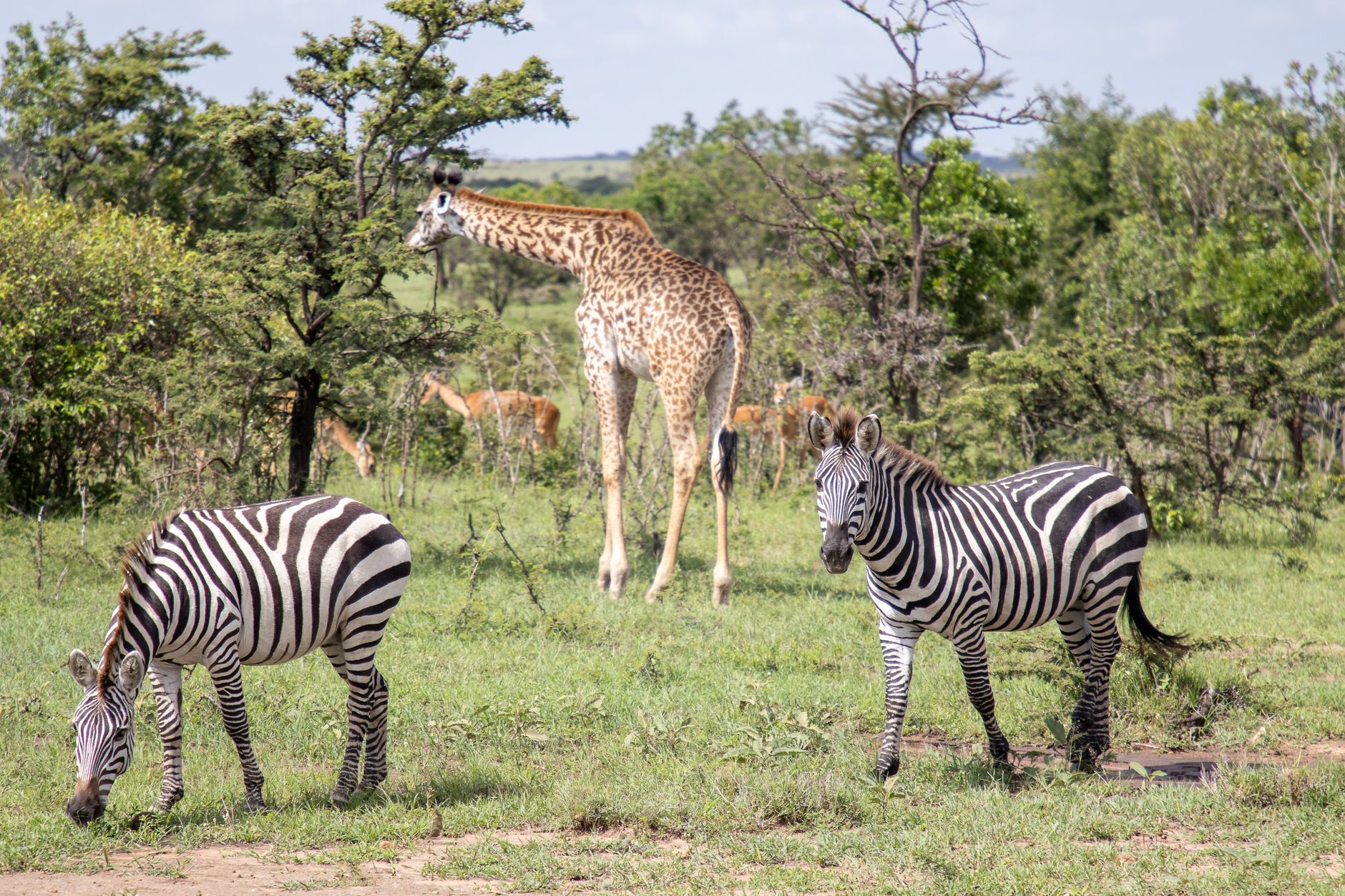 Kenya Safari Guide for Hiligaynon Speakers: Book Smart -- Photo by Mr Sketch on Pexels