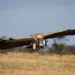Kenya Safari Rainy Season Birding: Best Months -- Photo by Vishva Patel on Pexels