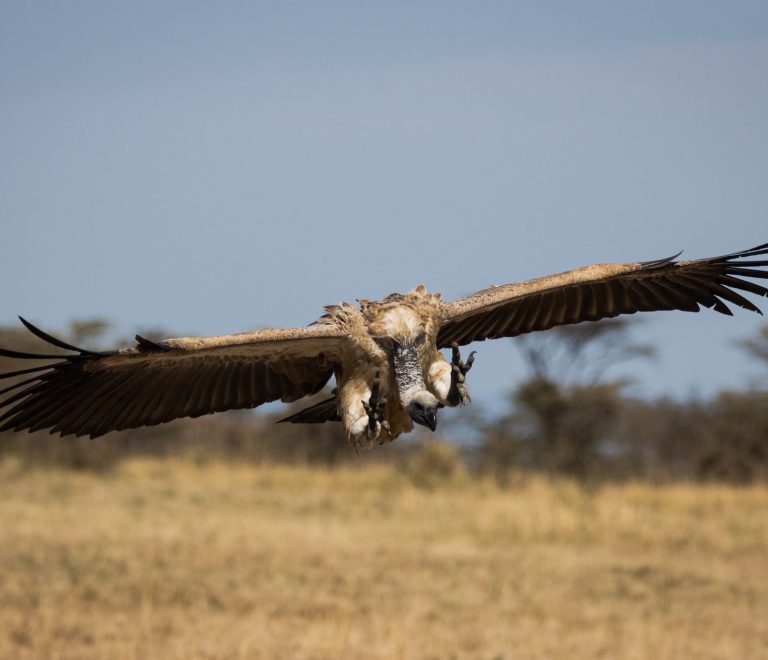 Kenya Safari Rainy Season Birding: Best Months -- Photo by Vishva Patel on Pexels