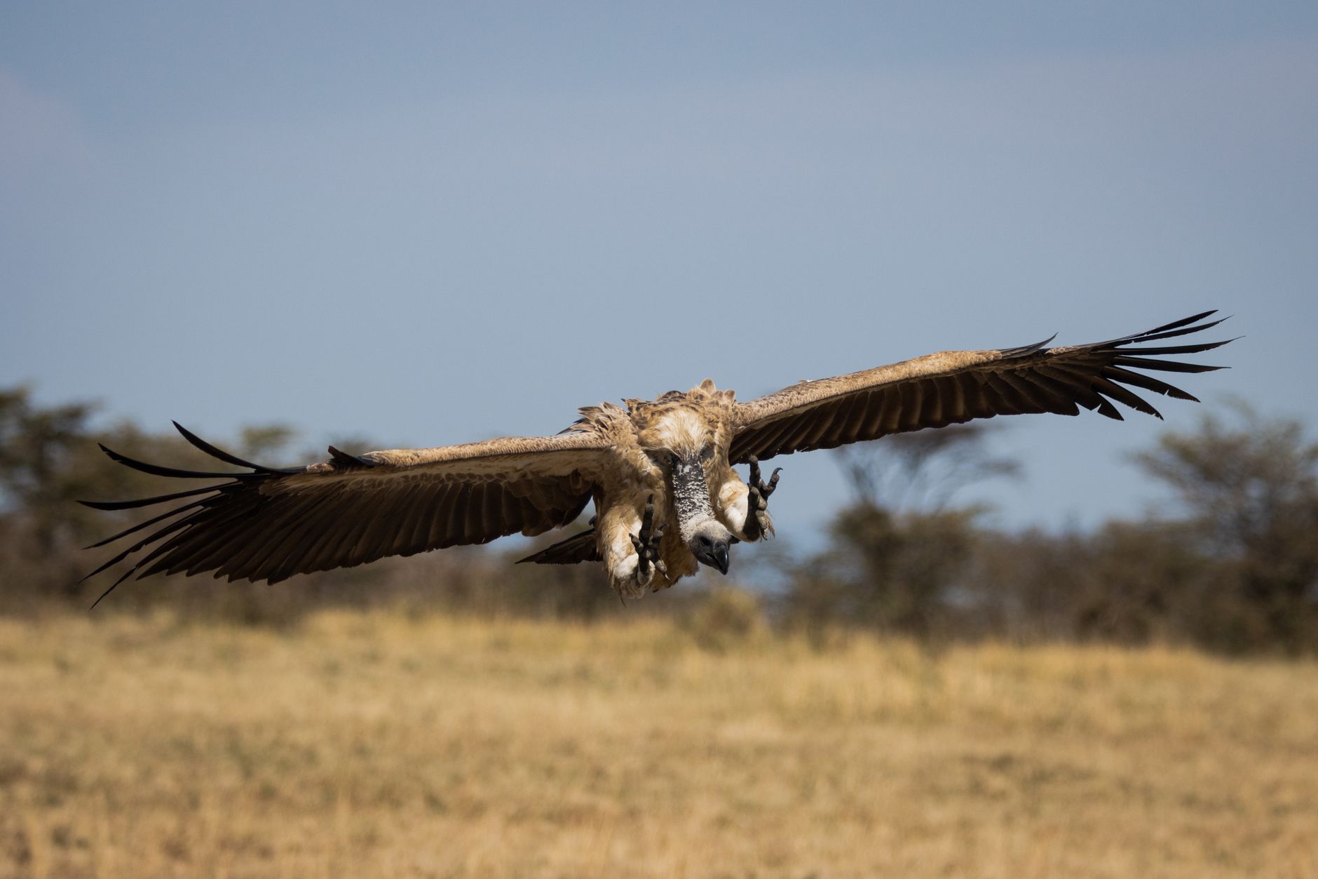 Kenya Safari Rainy Season Birding: Best Months -- Photo by Vishva Patel on Pexels
