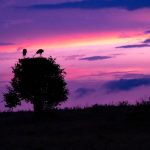 Kenya Safari Planning for Kannada Speakers 2026 -- Photo by Ahmed Galal on Pexels