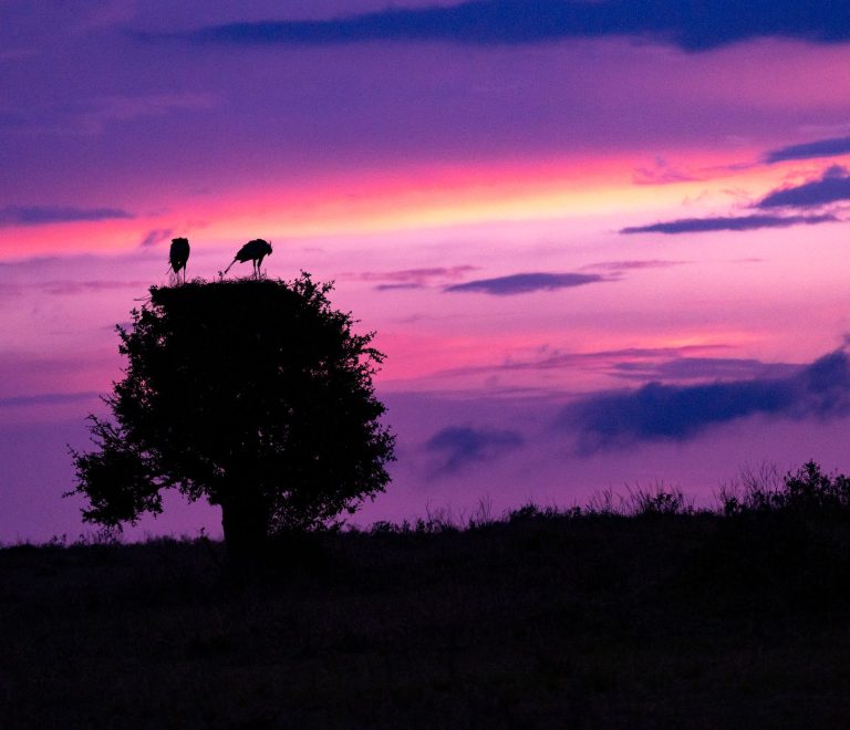 Kenya Safari Planning for Kannada Speakers 2026 -- Photo by Ahmed Galal on Pexels