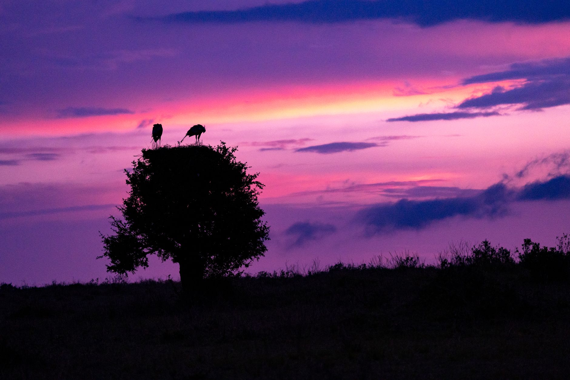 Kenya Safari Planning for Kannada Speakers 2026 -- Photo by Ahmed Galal on Pexels