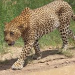 Masai Mara Versus Serengeti Safari: Choose by Season -- Photo by Derek Keats on Pexels