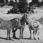 Samburu Versus Ol Pejeta Safari: Which Should You Choose? -- Photo by Tevin Shuma on Pexels