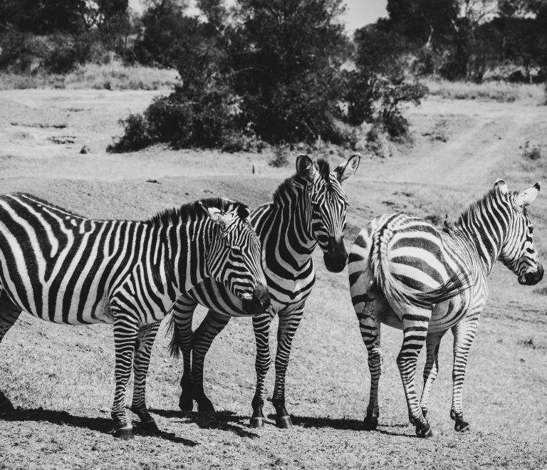 Samburu Versus Ol Pejeta Safari: Which Should You Choose? -- Photo by Tevin Shuma on Pexels