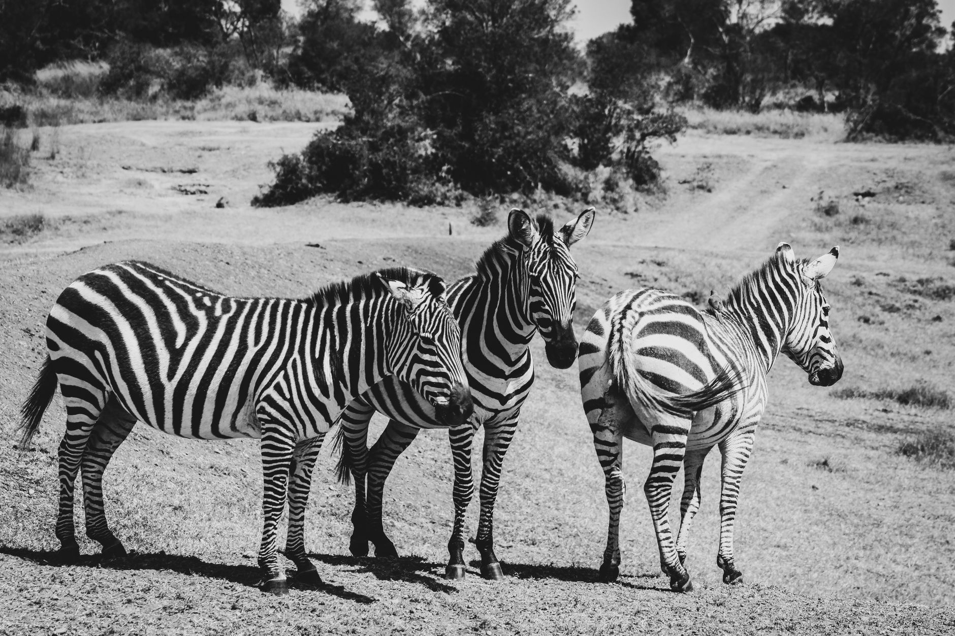 Samburu Versus Ol Pejeta Safari: Which Should You Choose? -- Photo by Tevin Shuma on Pexels