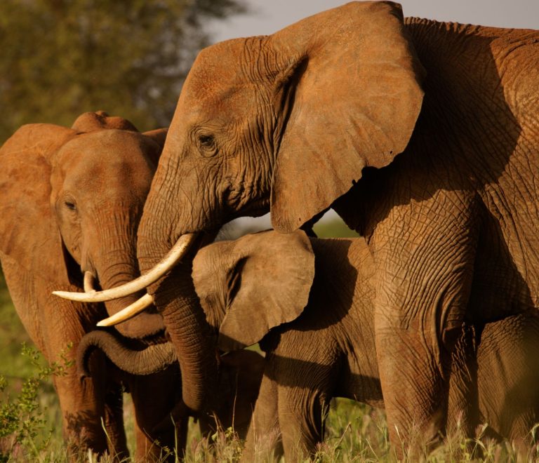 Kenya Safari Shoulder Season Advantages: A Guide -- Photo by Josef Spang on Pexels