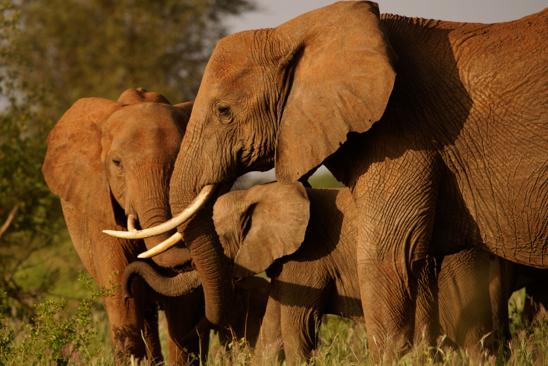 Kenya Safari Shoulder Season Advantages: A Guide -- Photo by Josef Spang on Pexels