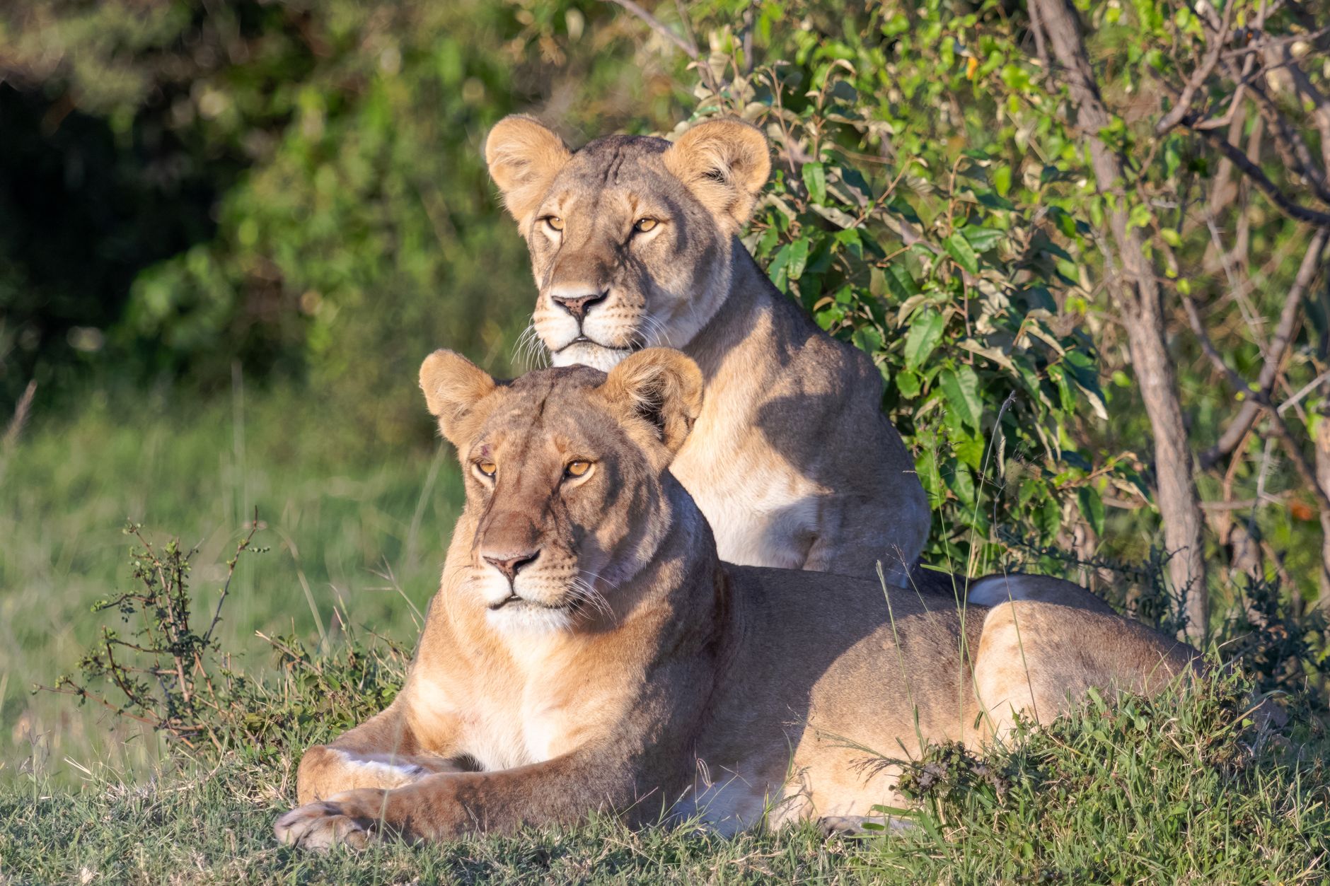 Mara Predator Research and Lion Collaring Projects: Why -- Photo by Mr Sketch on Pexels