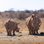 Rhino Conservation Volunteer Opportunities: Kenya Options -- Photo by Magda Ehlers on Pexels
