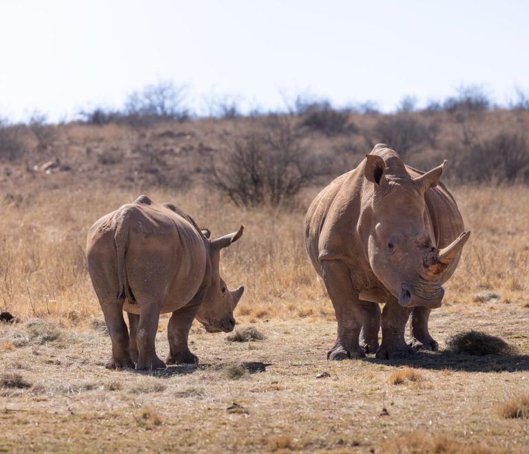 Rhino Conservation Volunteer Opportunities: Kenya Options -- Photo by Magda Ehlers on Pexels