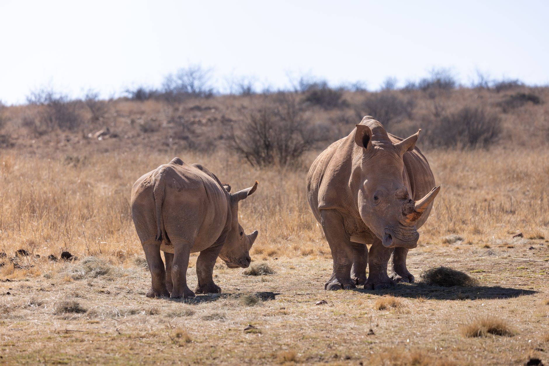 Rhino Conservation Volunteer Opportunities: Kenya Options -- Photo by Magda Ehlers on Pexels