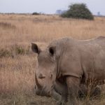 Ol Pejeta Season by Season: Best Months for Wildlife -- Photo by Twilight Kenya on Pexels