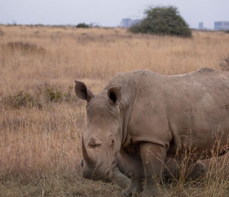 Ol Pejeta Season by Season: Best Months for Wildlife -- Photo by Twilight Kenya on Pexels