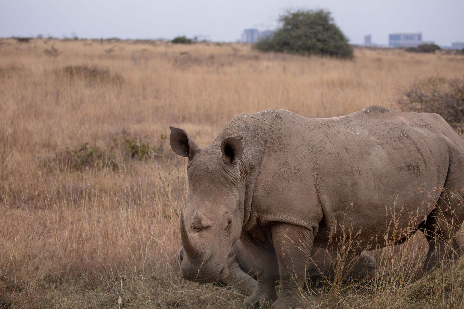 Ol Pejeta Season by Season: Best Months for Wildlife -- Photo by Twilight Kenya on Pexels