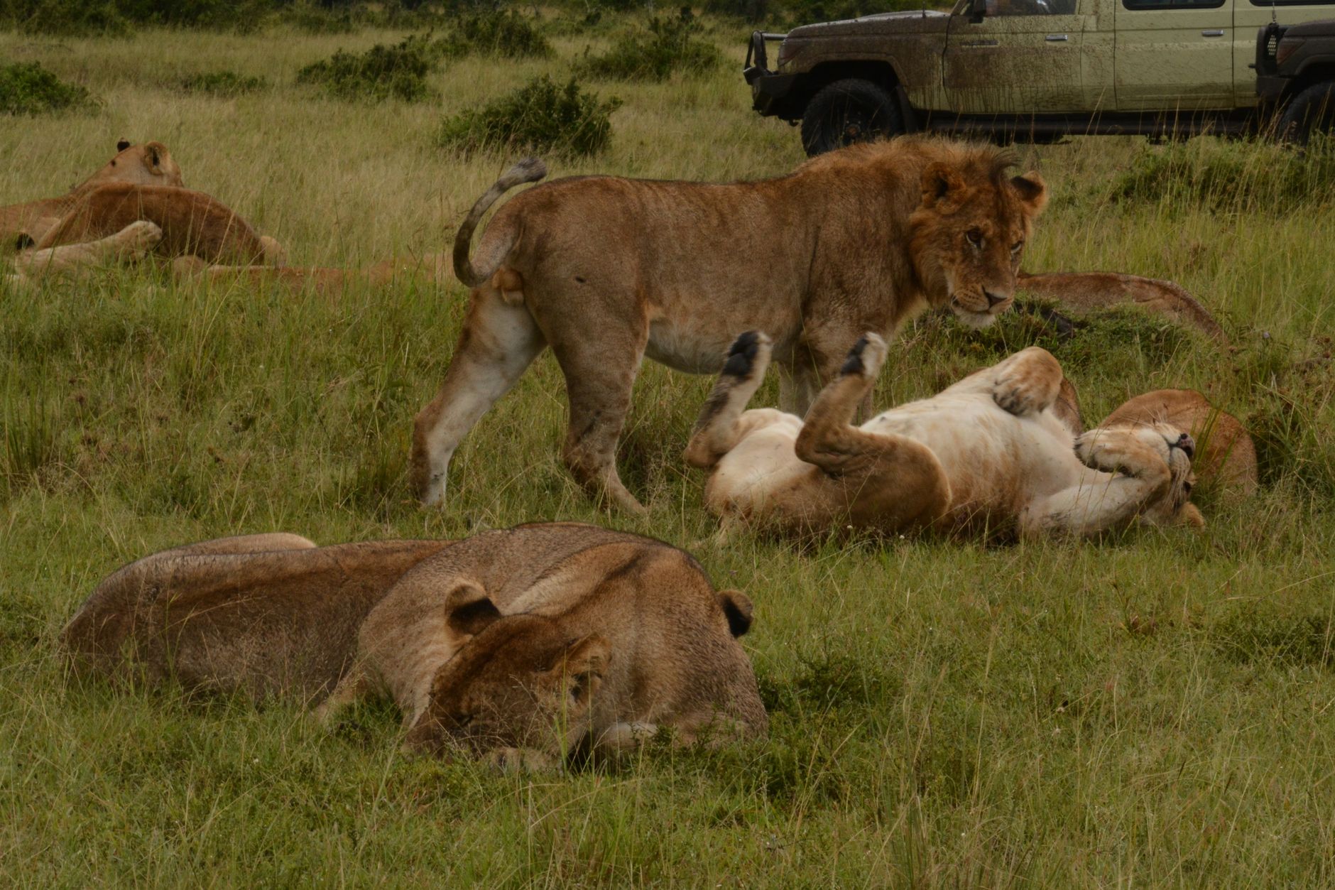 Kenya Safari Can I Use M-Pesa as Tourist? Setup Tips -- Photo by John Mburu on Pexels