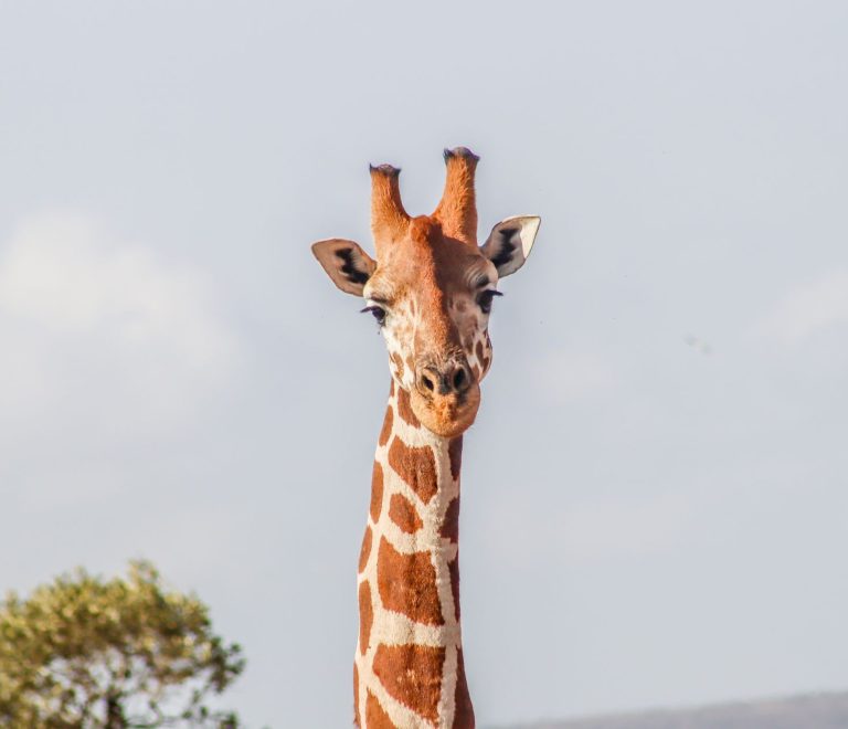 Kenya Safari Planning for Danish Speakers | TouringInsights -- Photo by ATHUMAN KOMORA GARISSE on Pexels