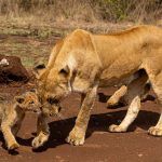 Kenya Safari Power Adapter and Voltage Guide: 240V Facts -- Photo by Collines Omondi on Pexels