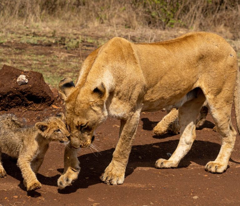 Kenya Safari Power Adapter and Voltage Guide: 240V Facts -- Photo by Collines Omondi on Pexels