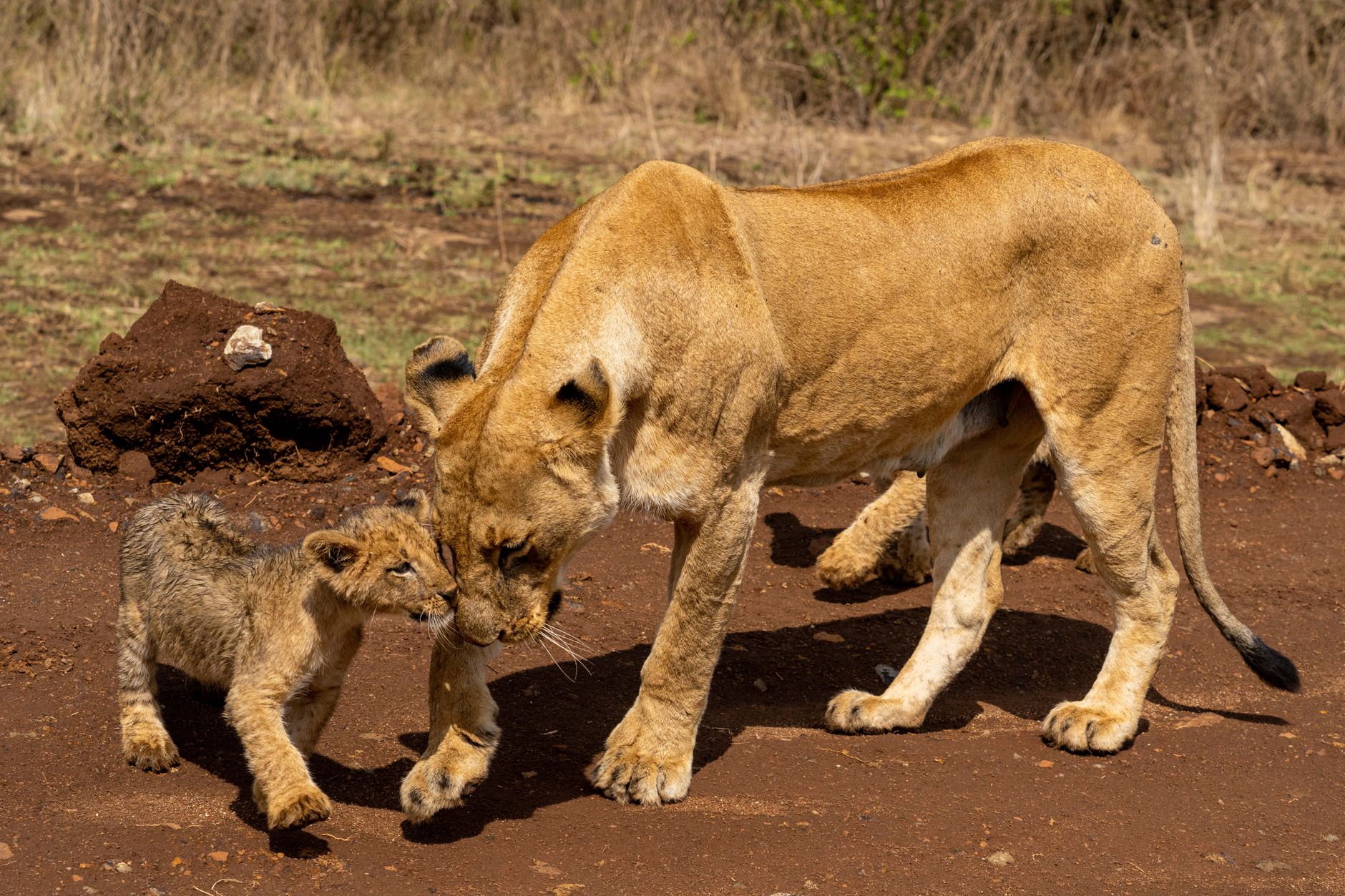 Kenya Safari Power Adapter and Voltage Guide: 240V Facts -- Photo by Collines Omondi on Pexels