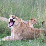 Is a Kenya Safari Suitable for Someone With Limited Walking? -- Photo by Hugo Sykes on Pexels