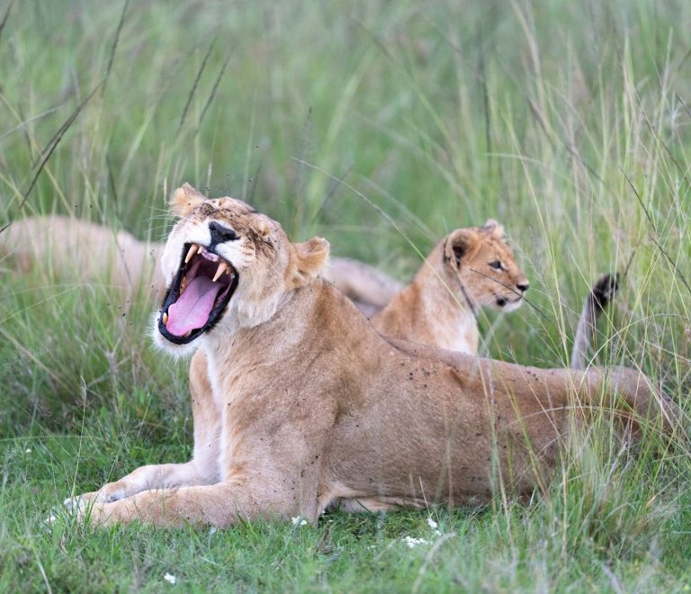 Is a Kenya Safari Suitable for Someone With Limited Walking? -- Photo by Hugo Sykes on Pexels