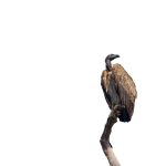 Kenya Safari Raptor Photography Guide: Best Parks & Settings -- Photo by Kaustav Chetia on Pexels