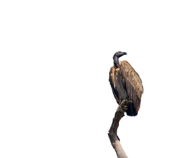 Kenya Safari Raptor Photography Guide: Best Parks & Settings -- Photo by Kaustav Chetia on Pexels
