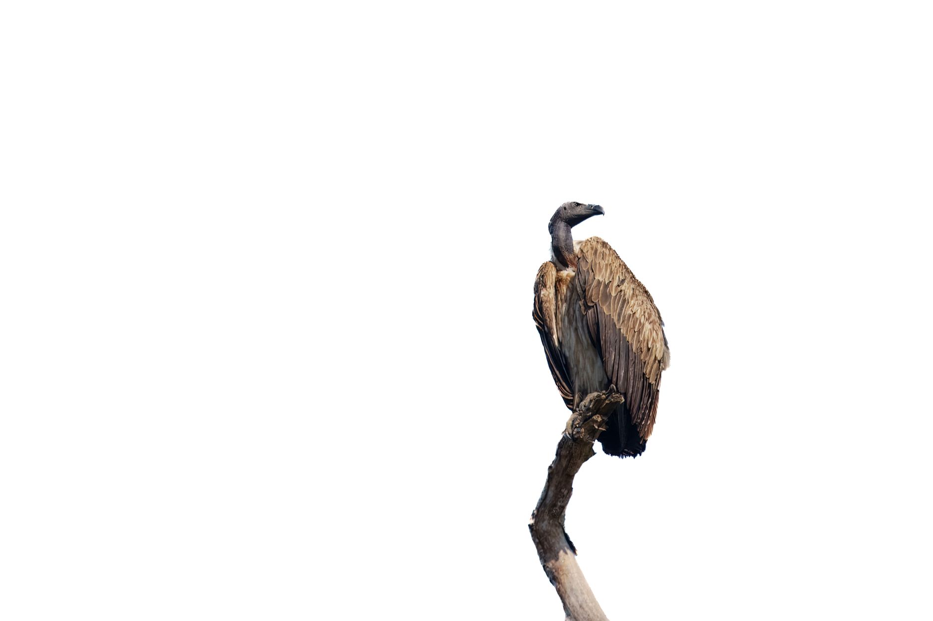 Kenya Safari Raptor Photography Guide: Best Parks & Settings -- Photo by Kaustav Chetia on Pexels