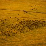 Masai Mara Travel Guide for Sinhala Speakers: Honeymoon Tips -- Photo by Lloyd Alozie on Pexels