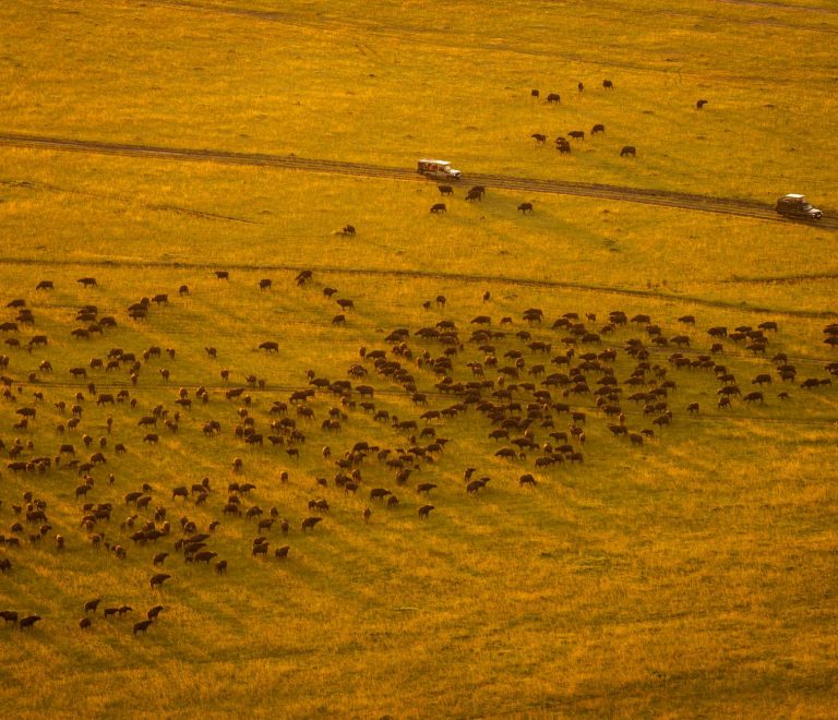 Masai Mara Travel Guide for Sinhala Speakers: Honeymoon Tips -- Photo by Lloyd Alozie on Pexels