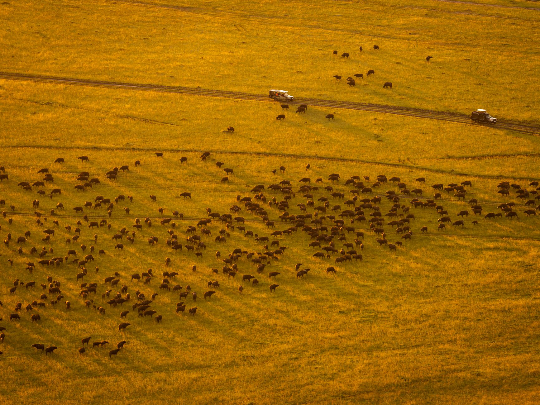 Masai Mara Travel Guide for Sinhala Speakers: Honeymoon Tips -- Photo by Lloyd Alozie on Pexels
