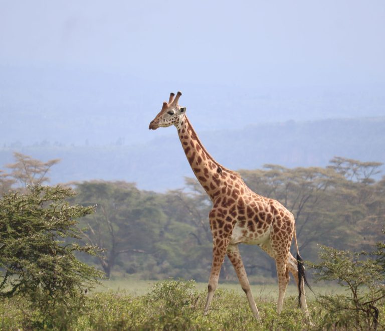 kenya safari guide for malayalam speakers: routes and costs -- Photo by Eddy Odingo Odira on Pexels