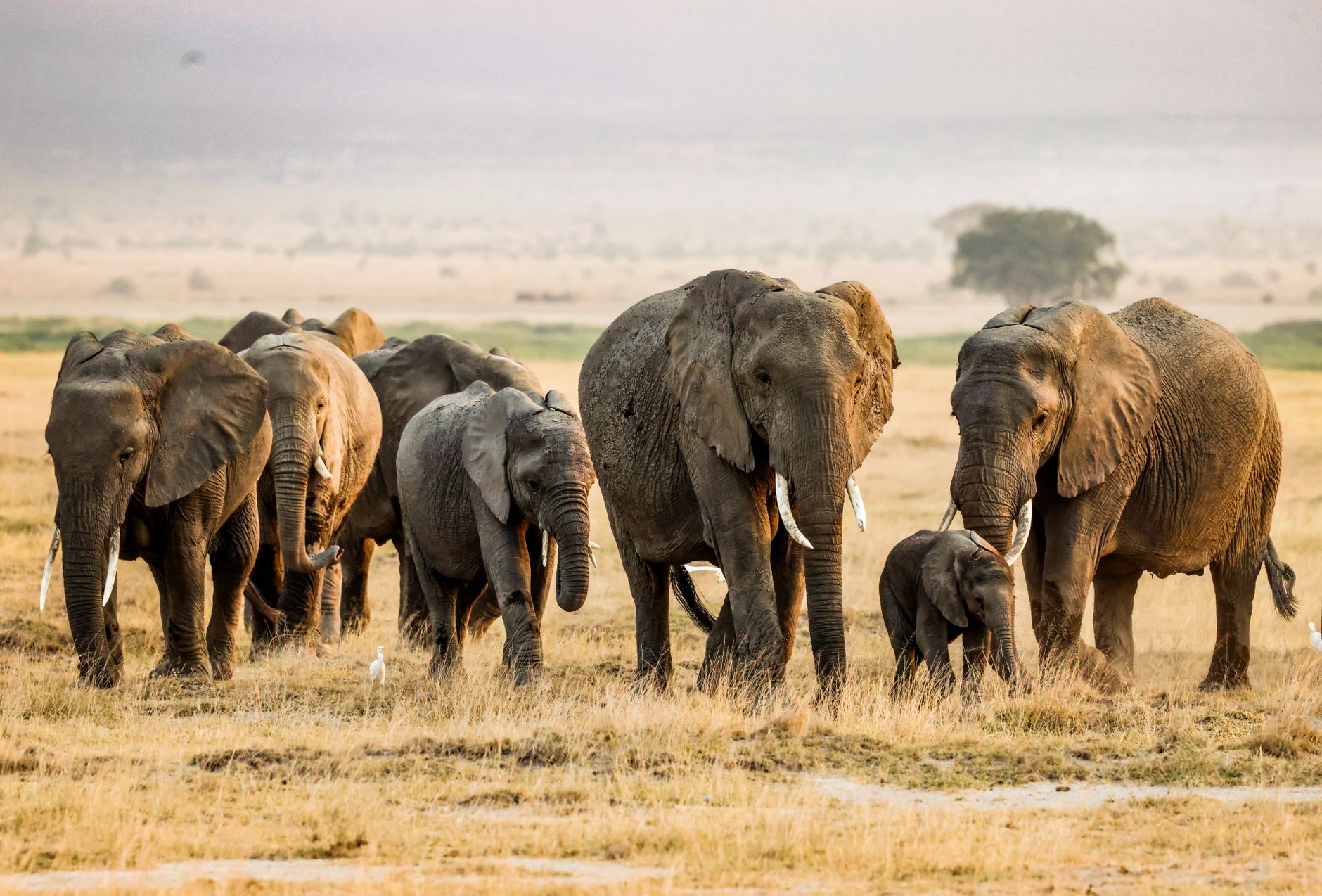 Can You Pay Kenya Park Fees Without Internet? A Guide -- Photo by Fali Poncha on Pexels