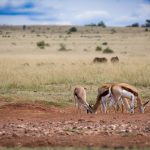 Best Time to Visit Nairobi National Park: Month by Month -- Photo by Pieter van der Sandt on Pexels