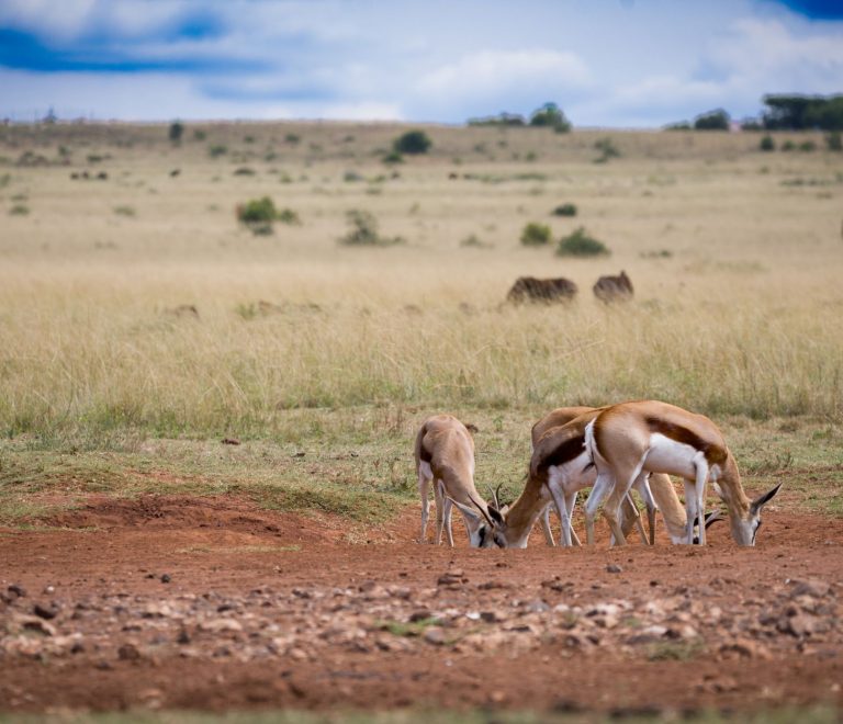 Best Time to Visit Nairobi National Park: Month by Month -- Photo by Pieter van der Sandt on Pexels