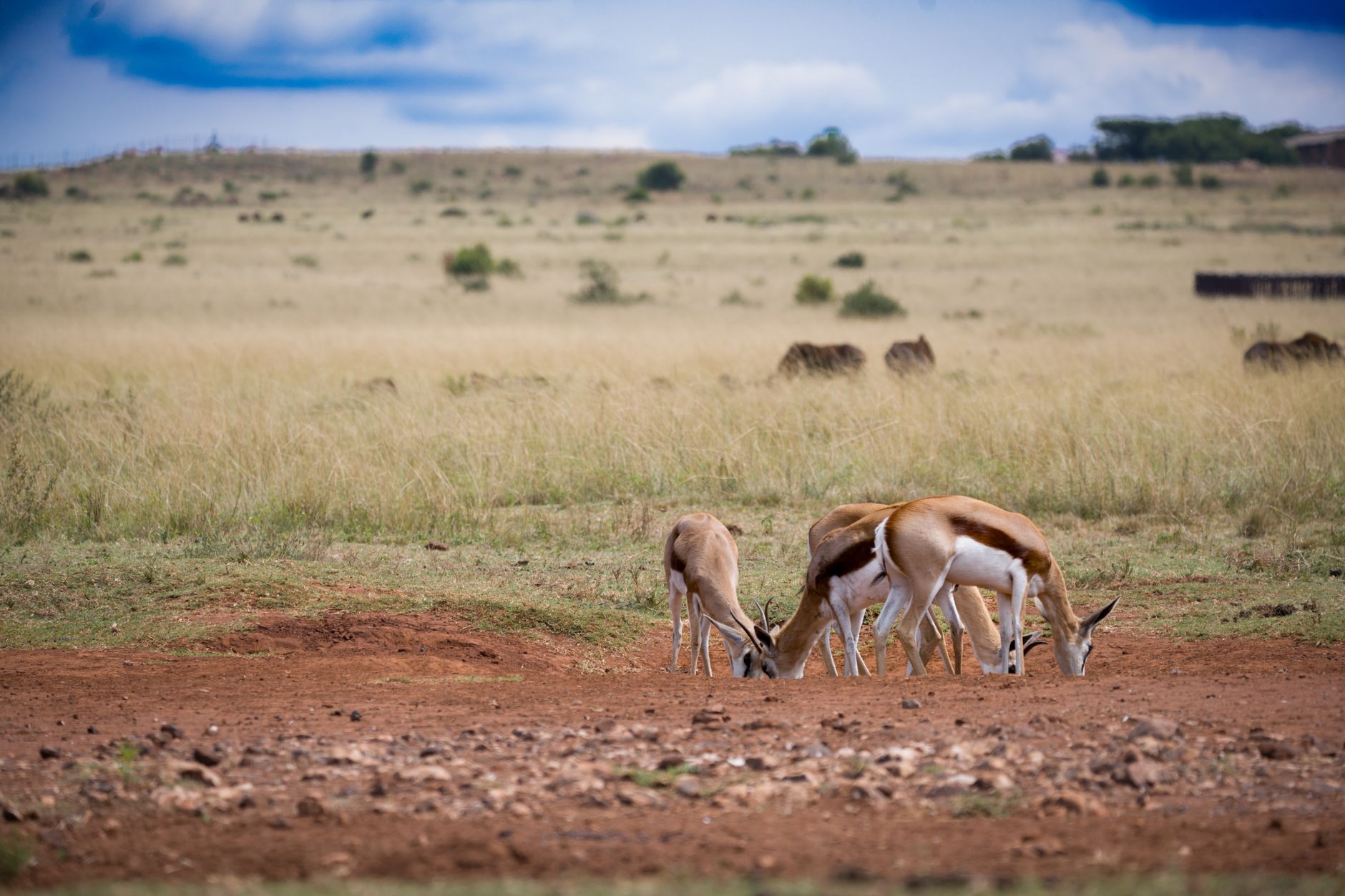 Best Time to Visit Nairobi National Park: Month by Month -- Photo by Pieter van der Sandt on Pexels