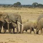 Kenya Safari Etiquette for Italian-Speaking Travelers -- Photo by Philipp Schwarz on Pexels