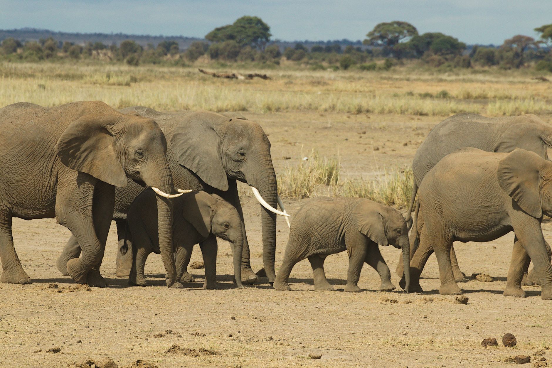 Kenya Safari Etiquette for Italian-Speaking Travelers -- Photo by Philipp Schwarz on Pexels