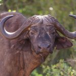 Big Five Safari Guide for Sepedi Speakers -- Photo by Josef Spang on Pexels