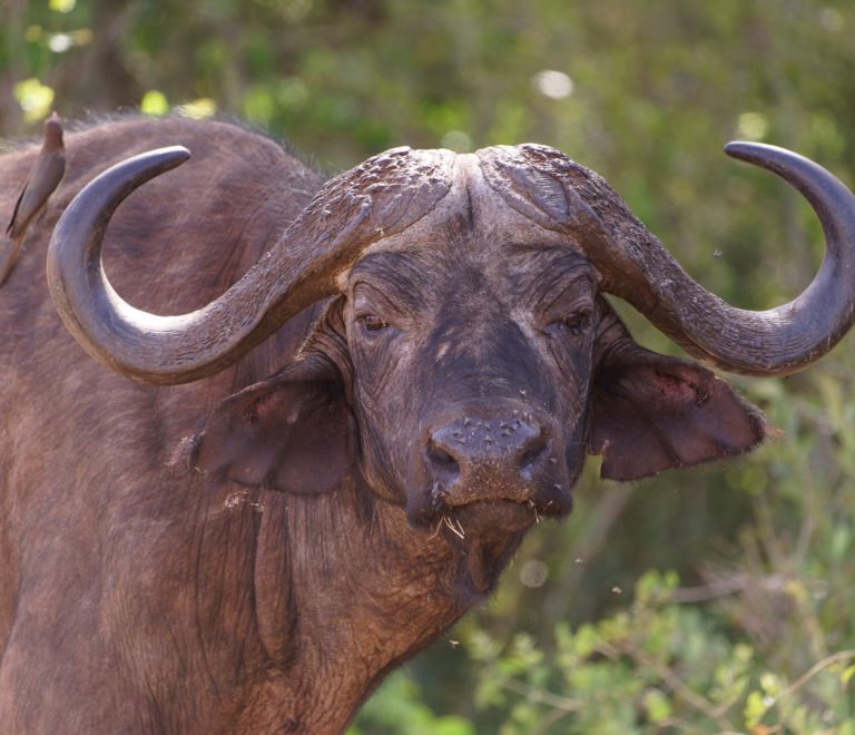 Big Five Safari Guide for Sepedi Speakers -- Photo by Josef Spang on Pexels