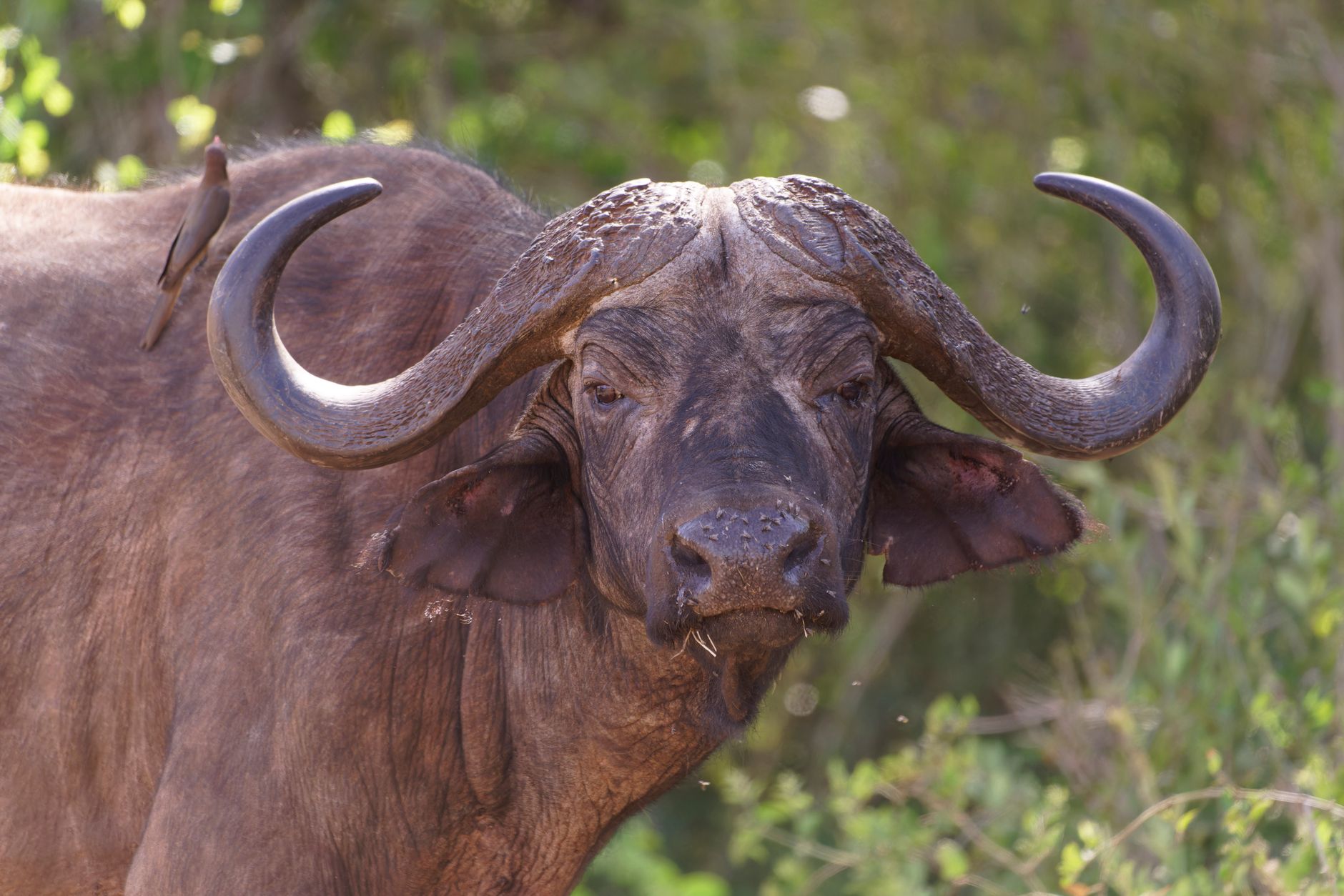Big Five Safari Guide for Sepedi Speakers -- Photo by Josef Spang on Pexels