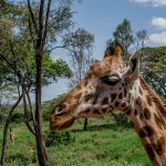 When Is the Best Time to Visit Ol Pejeta: Best Months -- Photo by imsogabriel Stock on Pexels