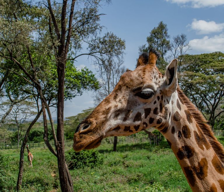 When Is the Best Time to Visit Ol Pejeta: Best Months -- Photo by imsogabriel Stock on Pexels
