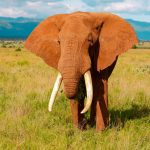 Tsavo Safari Can I Self Drive? 4x4 Rules and Tips -- Photo by Flavio Vallone on Pexels
